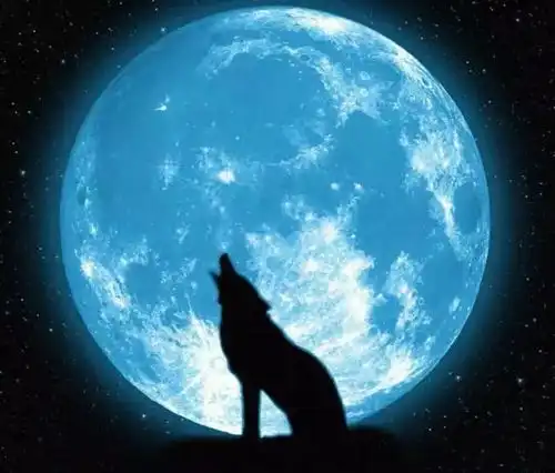 我是一匹来自北方的狼