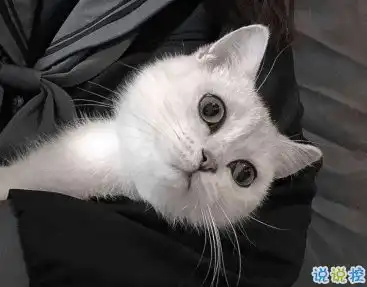 猫系女友照片两张qq头像