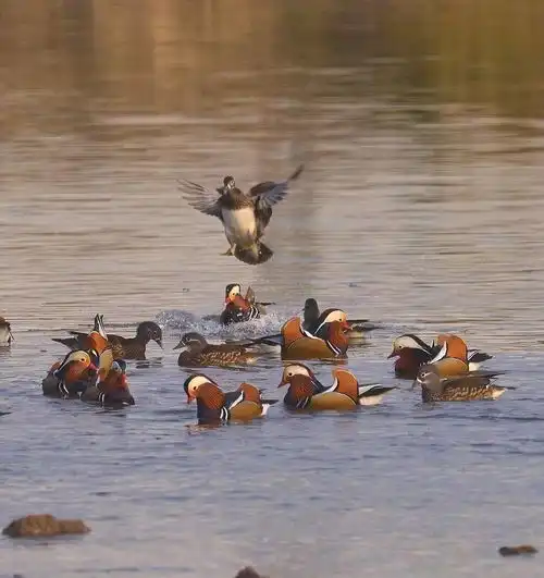 天台美女摄影师偷拍到鸳鸯戏水激情照,白相白不相