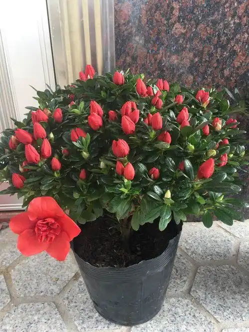 过年家里就应该多放几盆红色的花,喜庆招财好运不断来
