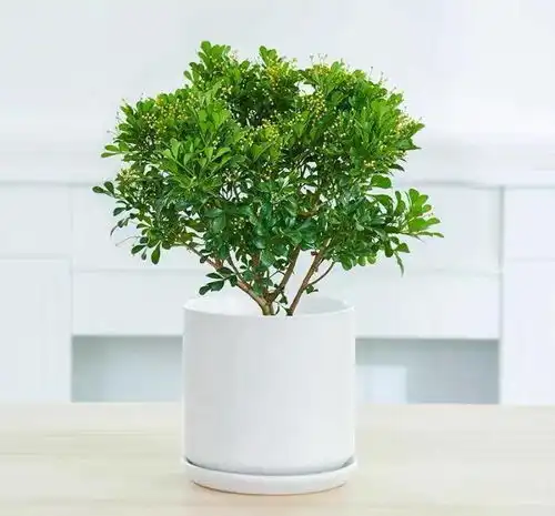 四月养花,记得选些颜值高的,清新养眼美极了