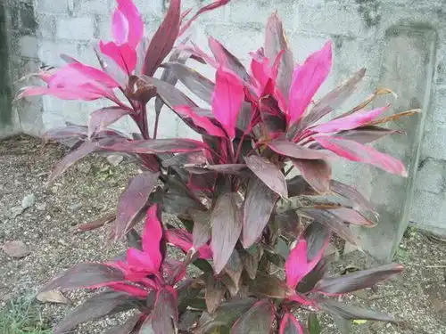 1种植物,是红色的富贵竹,客厅养1盆,好运又招财