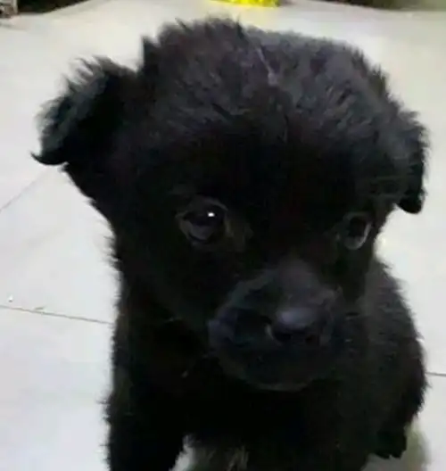 家门口捡到只流浪小奶狗,女孩抱回家后,老妈一看激动坏了