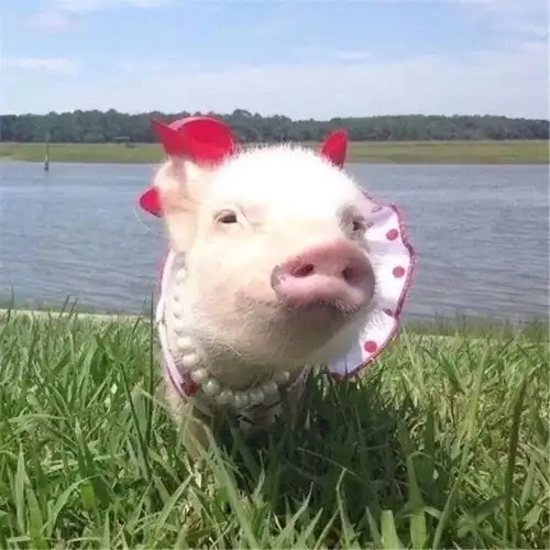 每日头像你已经弄乱了我的心,该来弄乱我的床了