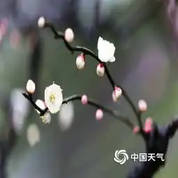 武汉寒梅雨中俏