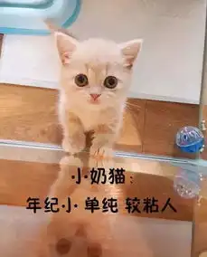 继犬系男孩之后,您的猫系女孩已上线...