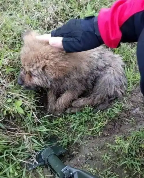 奶狗系列男生头像个行为