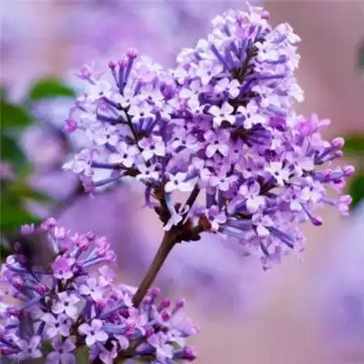 最不显老的3生肖女,年纪变大魅力不减反增,看起来更加迷人