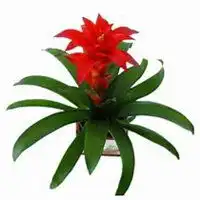 唯美好看凤梨花微信头像微信头像图片大全