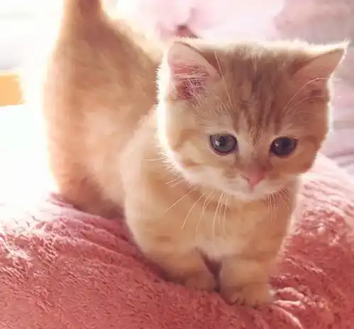 一只自带忧郁气质的橘猫宝宝,长大后居然变成了这样