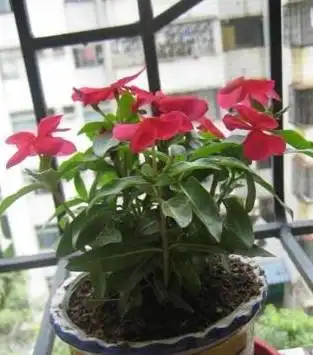 春天就养6种花,开成清新小花园,美轮美奂