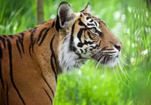 虎虎虎74年86年98年属虎人的2021庚子年运势怎么样