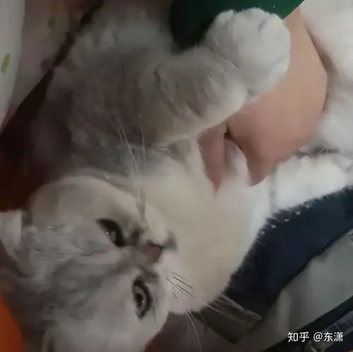 猫吃猫粮的时候为什么不想着给我留点