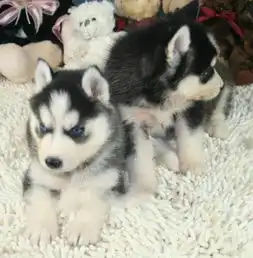 三火蓝眼哈士奇幼犬包健康纯种.品质包终身可上门