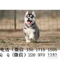 双蓝眼哈士奇宝宝带血统出售中带证书带芯片签协议