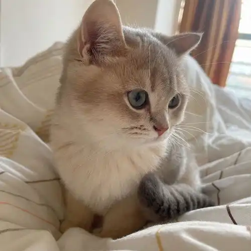 7000买的蓝金渐层值不值