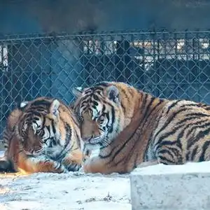 尔滨,有惊喜丨你能分清两只老虎谁是滨滨,谁是妮妮吗