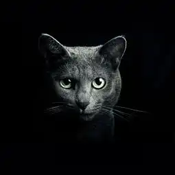 猫系动漫头像男黑色背景