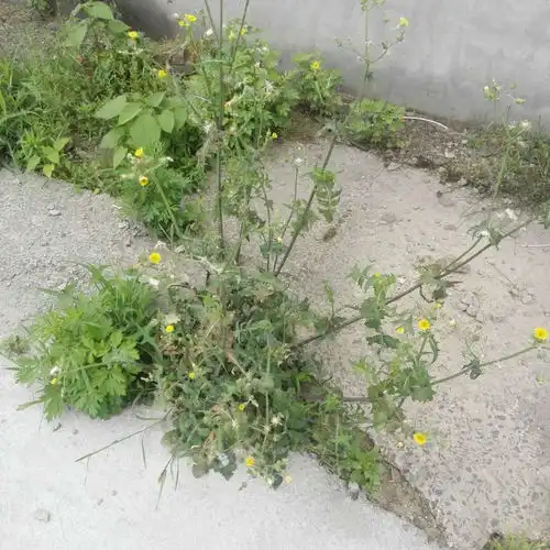 请教专业人士图片上这种野草叫什么名字