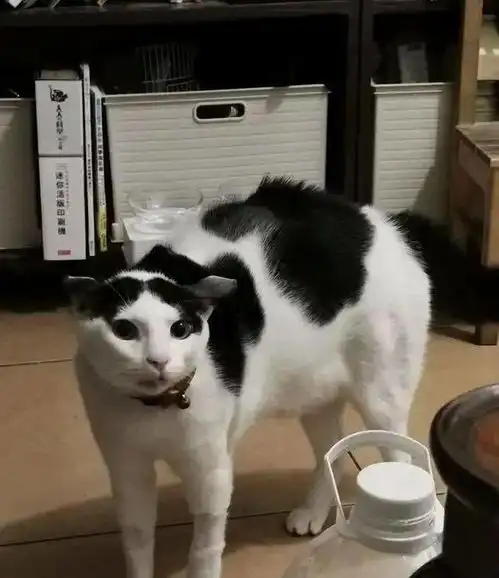 主人做完发型回家,猫咪见了炸毛连连后退妖怪,别靠近我
