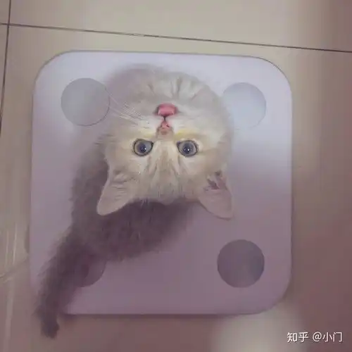 为什么很少有人讨论蓝金渐层