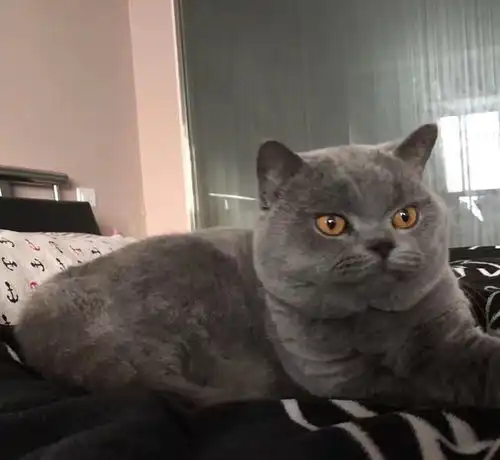 女孩网购一只蓝猫,过几天就找店家退款长成这样我没法吸