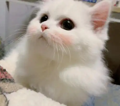 萌系小可爱的照片头像图