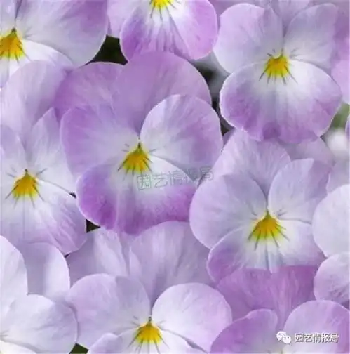 第2集花力系列