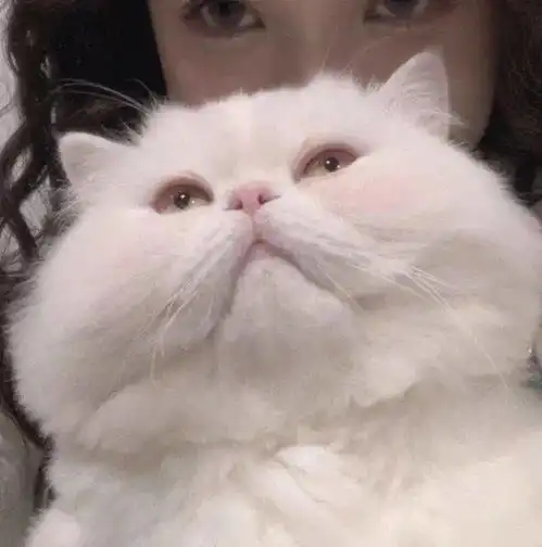 情侣头像之对象不是人