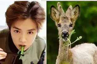 网友给明星取外号,赵丽颖鹿晗形象,千玺霸气,热巴最气人