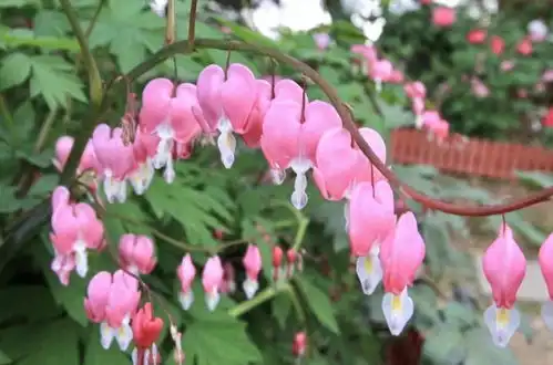 牡丹也分小清新浓颜系东湖牡丹园晚花盛放