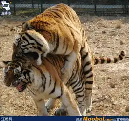 这两只老虎在干嘛
