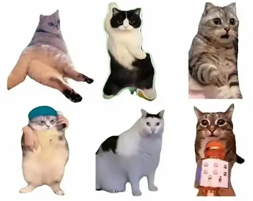 猫meme快看好可爱的猫咪们啊,我的心都要融化掉了