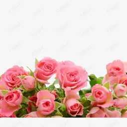 鲜花素材图片免费下载高清装饰图案png千库网图片编号1326686