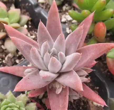 多肉植物瓦松的颜色都是灰色系的