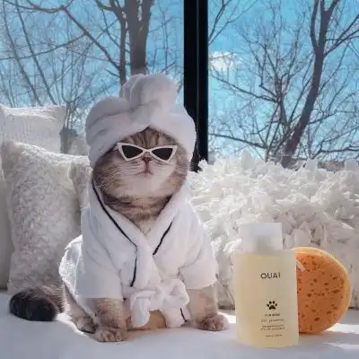 小猫卡通头像动画片