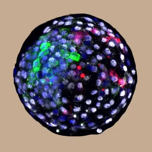 cell重磅中美科学家人猴杂交胚胎最新突破,存活将近20天
