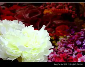 玉渊潭樱花节系列