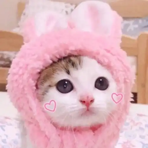 猫系头像双人小屋