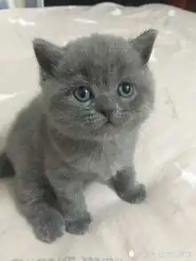 女孩买只蓝猫,养半年后褪色,老板看后理直气壮你应该补钱给我