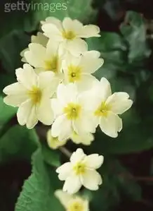 白色樱草花的花语和传说是什么