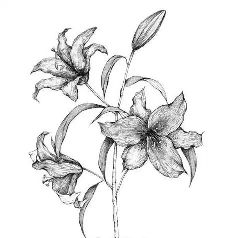 黑白花卉线稿