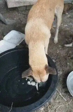 心痛女孩路边发现会动的麻袋,打开后竟是狗妈妈和8只小奶狗