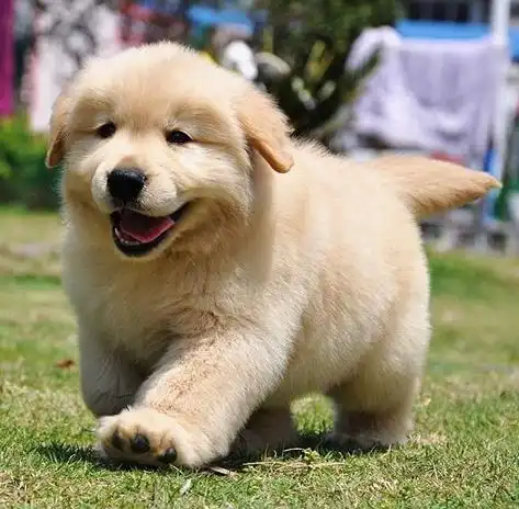 想要挑选性格温顺的狗狗,这5个关键点一定要看看