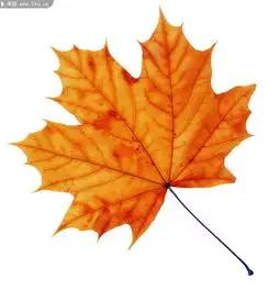 一片枫叶图高清图片