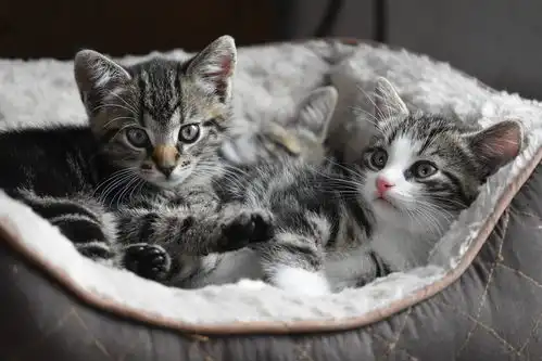 猫咪寿命短用好这五招,帮你的爱猫续命又有何难