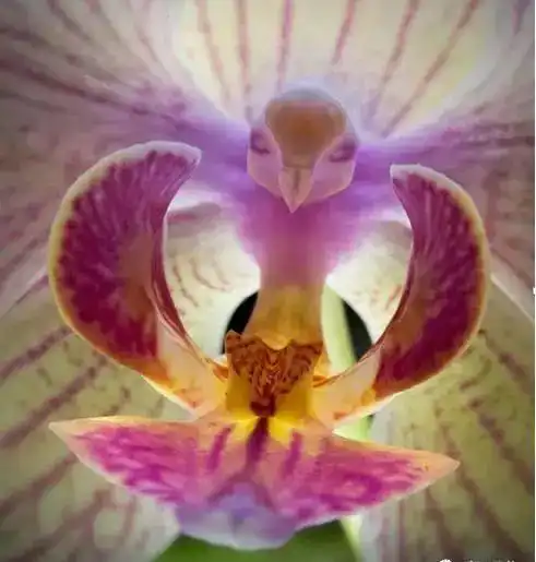 盘点8种长相酷似动物还爱卖萌的奇特植物