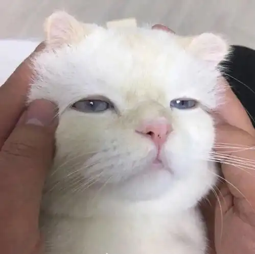 情侣名丧系头像图片