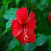 红花绿叶头像图片微信头像图片大全