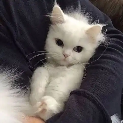 头像年前一毛没剩年后一分没挣